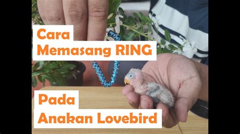 Panduan Memasang Ring Burung Lovebird Dewasa