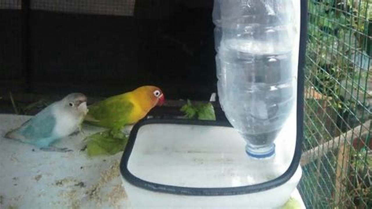 Panduan Lengkap Memasang Tempat Makan Burung Lovebird