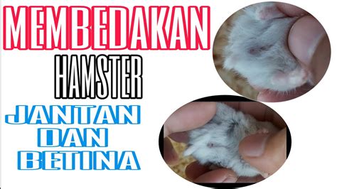 Cara Membedakan Hamster Jantan Dan Betina