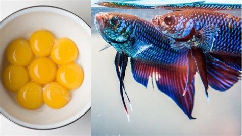 Bentuk Telur Ikan Cupang Dalam Gelembung