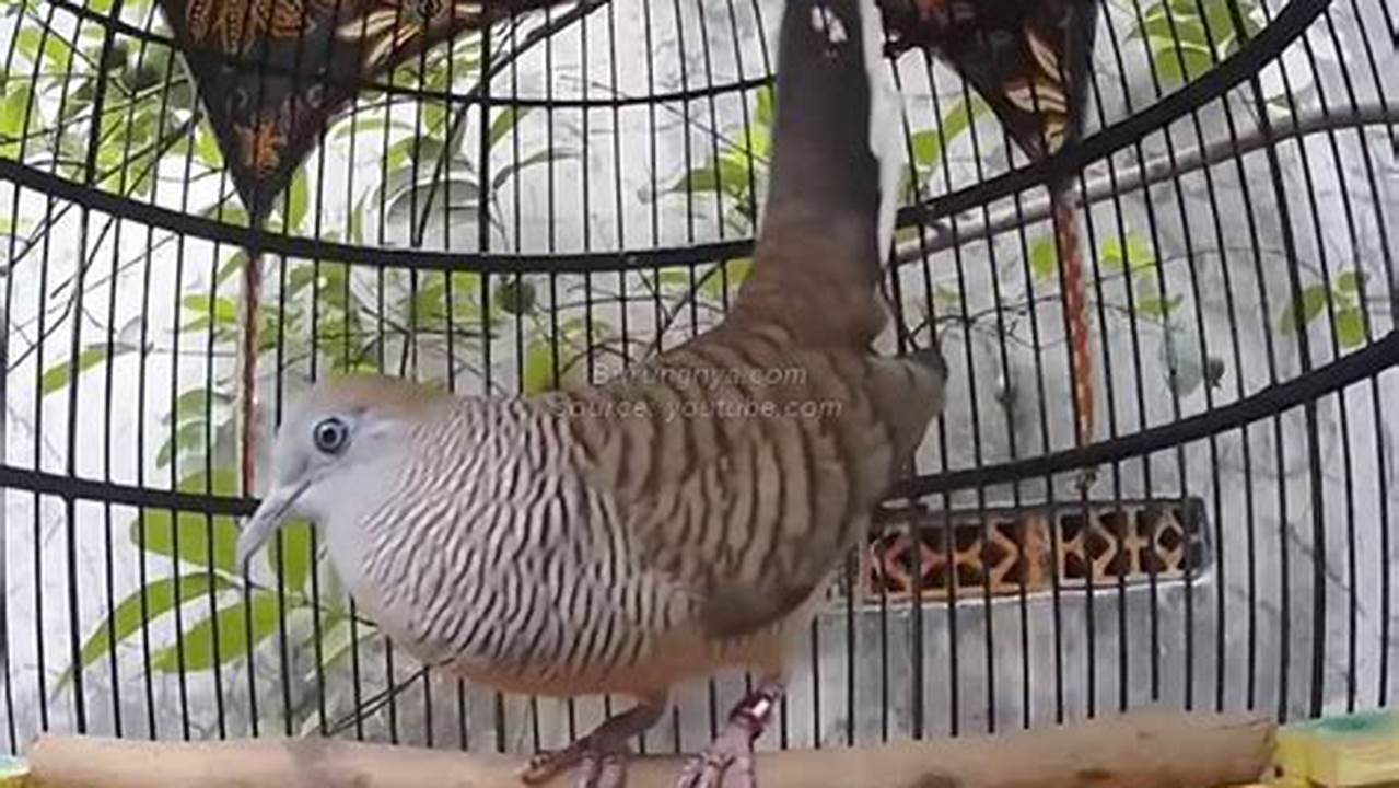 Panduan Lengkap: Cara Membuat Burung Perkutut Gacor Dahsyat