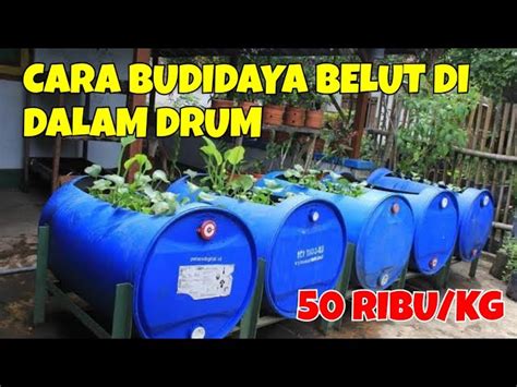 Panduan Step-by-Step Cara Membuat Drum untuk Ternak Belut