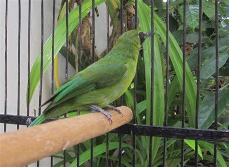 Rahasia Jitu Menjadikan Burung Cucak Ijo Gacor