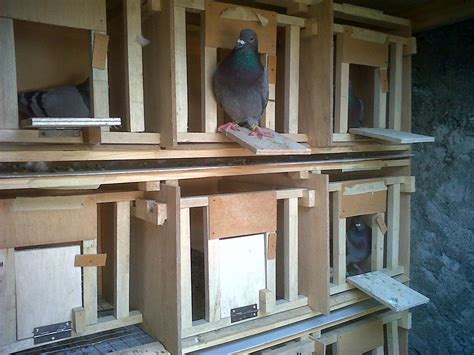 Panduan Lengkap: Cara Mudah Membuat Rumah Burung Merpati Nyaman