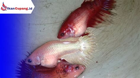 Simak Tips Cara Mengawinkan Ikan Cupang Agar Berhasil Aksoro
