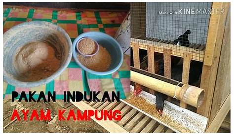 Tempat Makan Ayam Dari Bambu / Membuat tempat pakan ayam dari Bambu