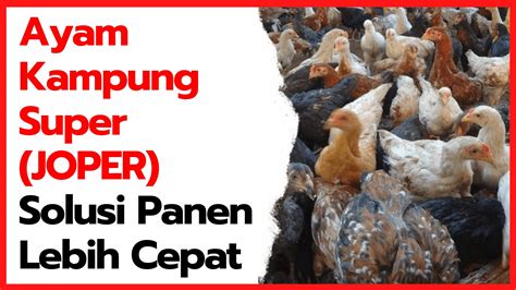 Pengepul Ayam Joper di Jember AyamJoper.ID