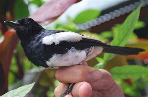 Panduan Lengkap: Cara Memelihara Burung Kacer yang Baik