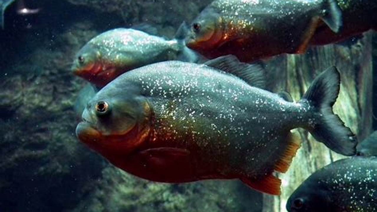 Cara Memelihara Ikan Piranha: Panduan Lengkap untuk Perawatan Ikan Predator yang Mengagumkan
