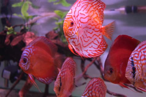 Rahasia Mengungkap Warna Merah Merona Ikan Diskus