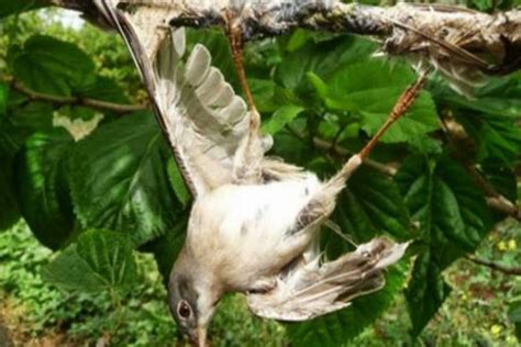 Rahasia Memikat Burung Kutilang dengan Pulut Terbukti Ampuh