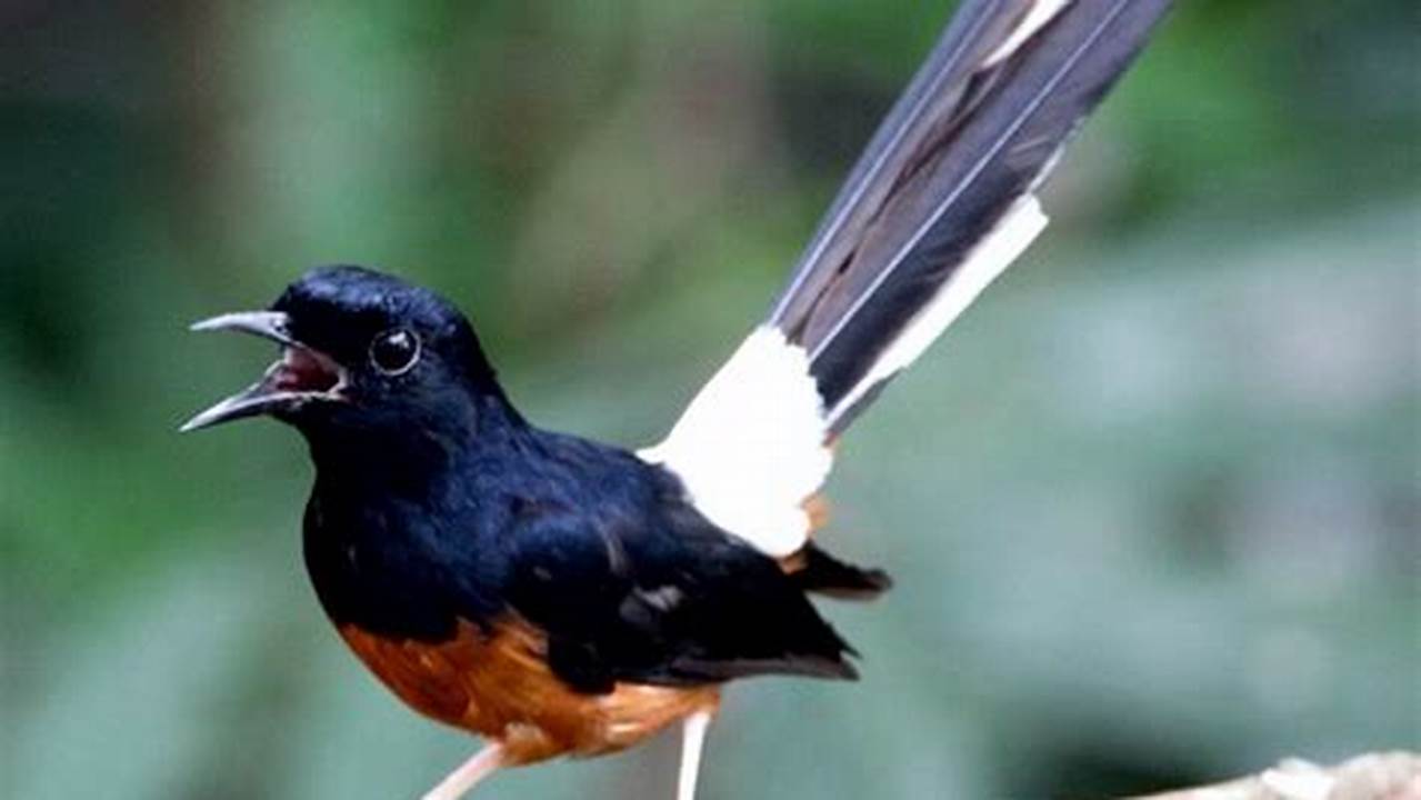 Cara Jitu Memikat Burung Murai Batu di Hutan dengan Mudah dan Cepat