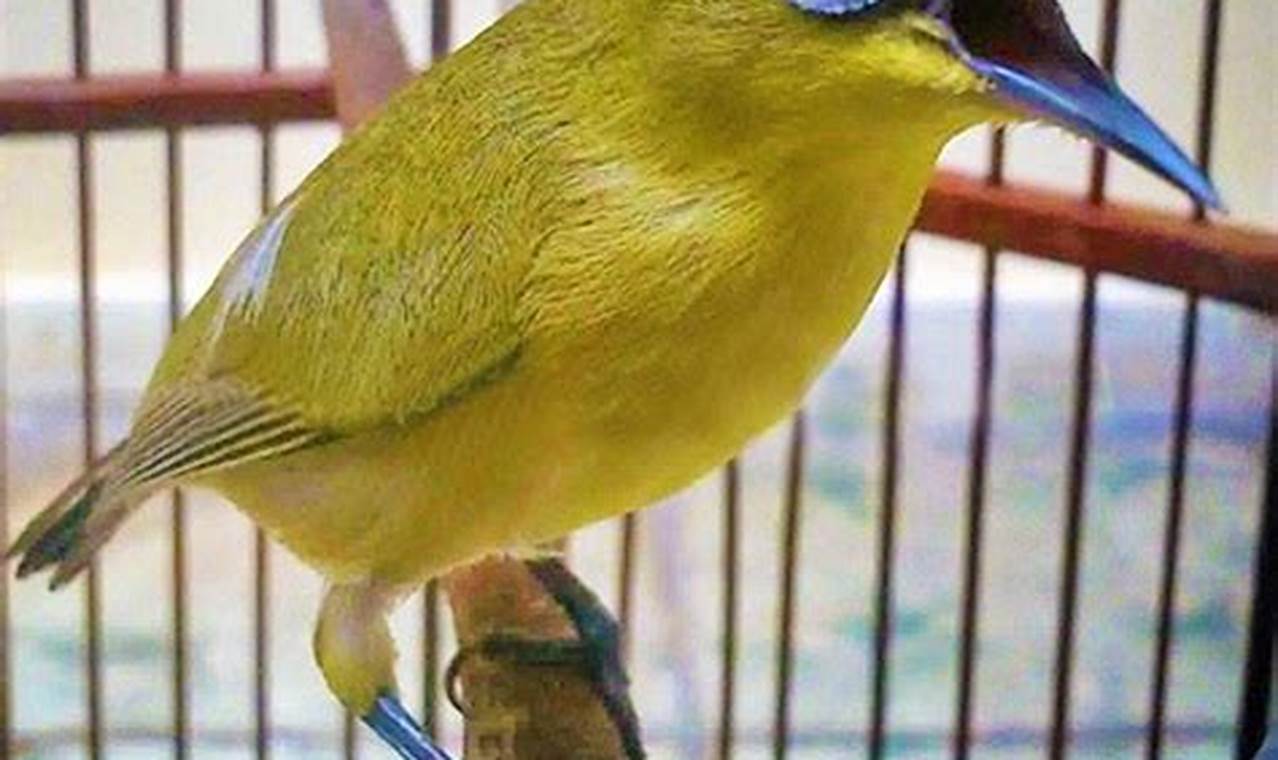 Tips Memilih Burung Pleci Jantan Berkualitas di Ombyokan