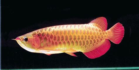 Panduan Memilih Ikan Arwana, Rahasia Menemukan Ikan Sehat dan Berkualitas