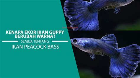 Rahasia Membesarkan Ekor Ikan Guppy yang Memukau, Simak Disini!