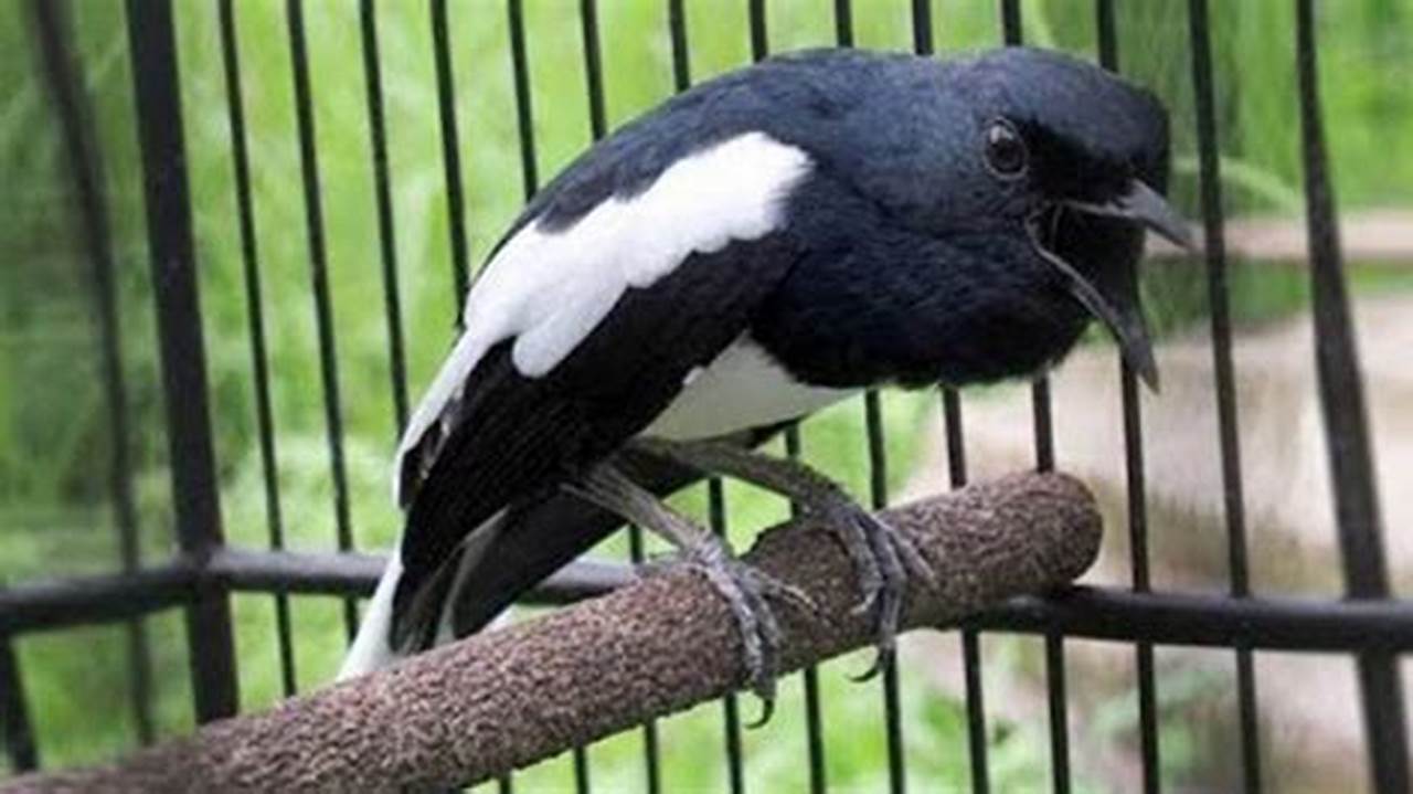 Panduan Praktis: Cara Menaikkan Birahi Burung Kacer Jitu