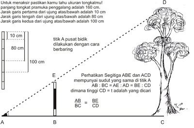 Cara Menaksir Tinggi Pohon Dengan Mudah