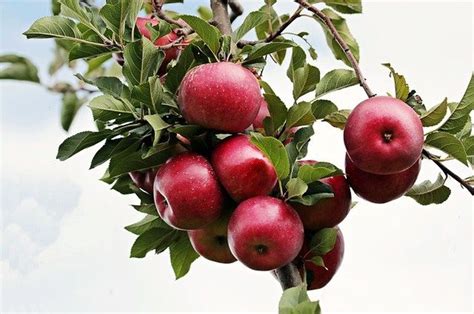 Pelajari Cara Menanam Apel di Dataran Rendah: Panduan Lengkap