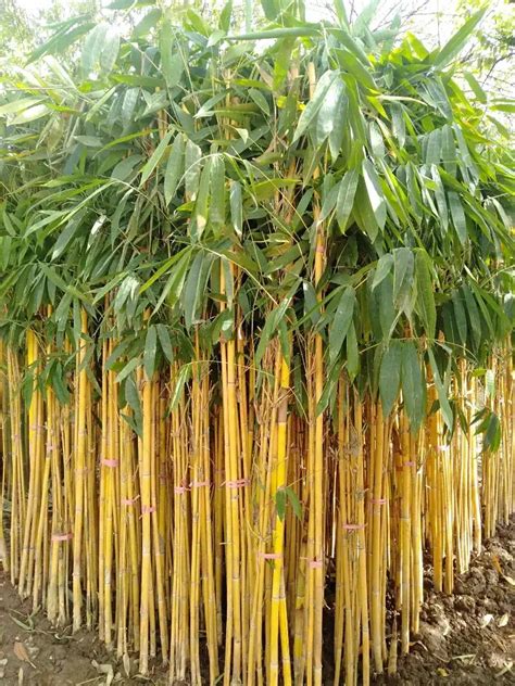 Panduan Lengkap Budidaya Tanaman Hias Bambu Kuning Taman Inspirasi SAFA