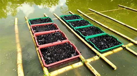 Cara Menanam Kangkung di Air Kolam: Tips Mudah dan Praktis untuk Pemula