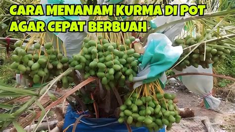 Cara Menanam Kurma di Pot: Panduan Lengkap dan Praktis!