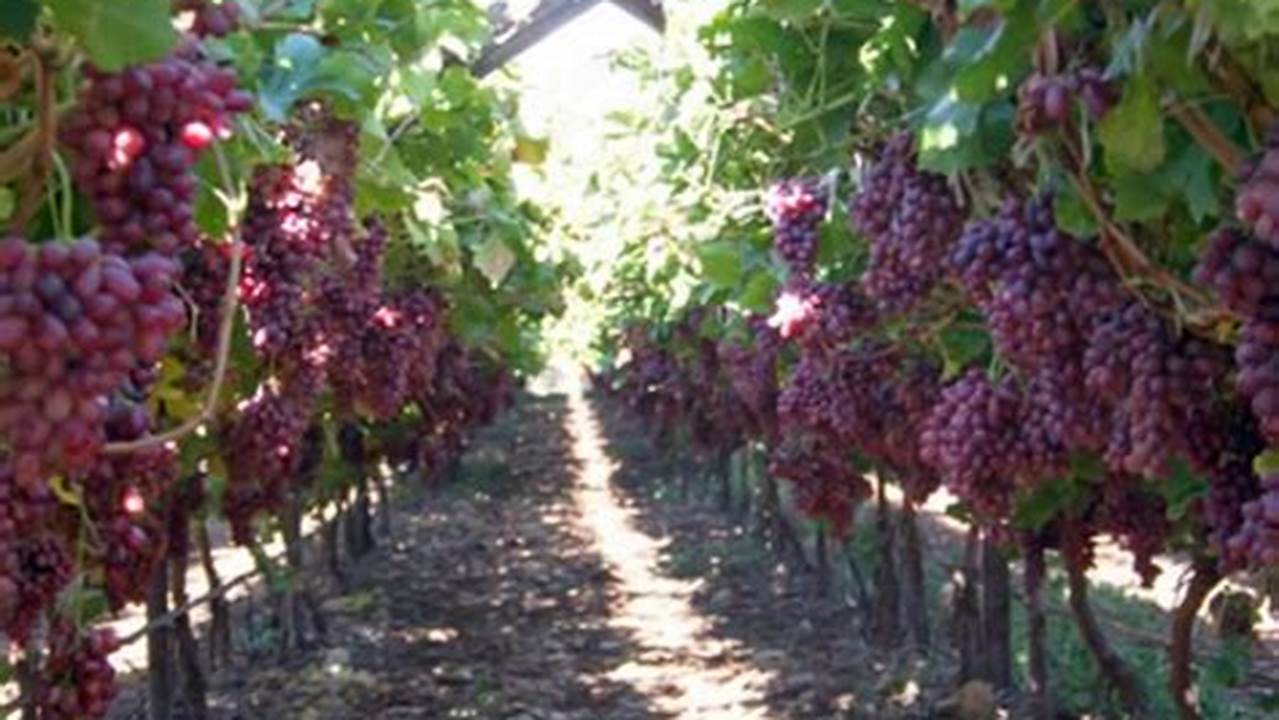 Rahasia Terungkap: Panduan Menanam Pohon Anggur yang Menggiurkan