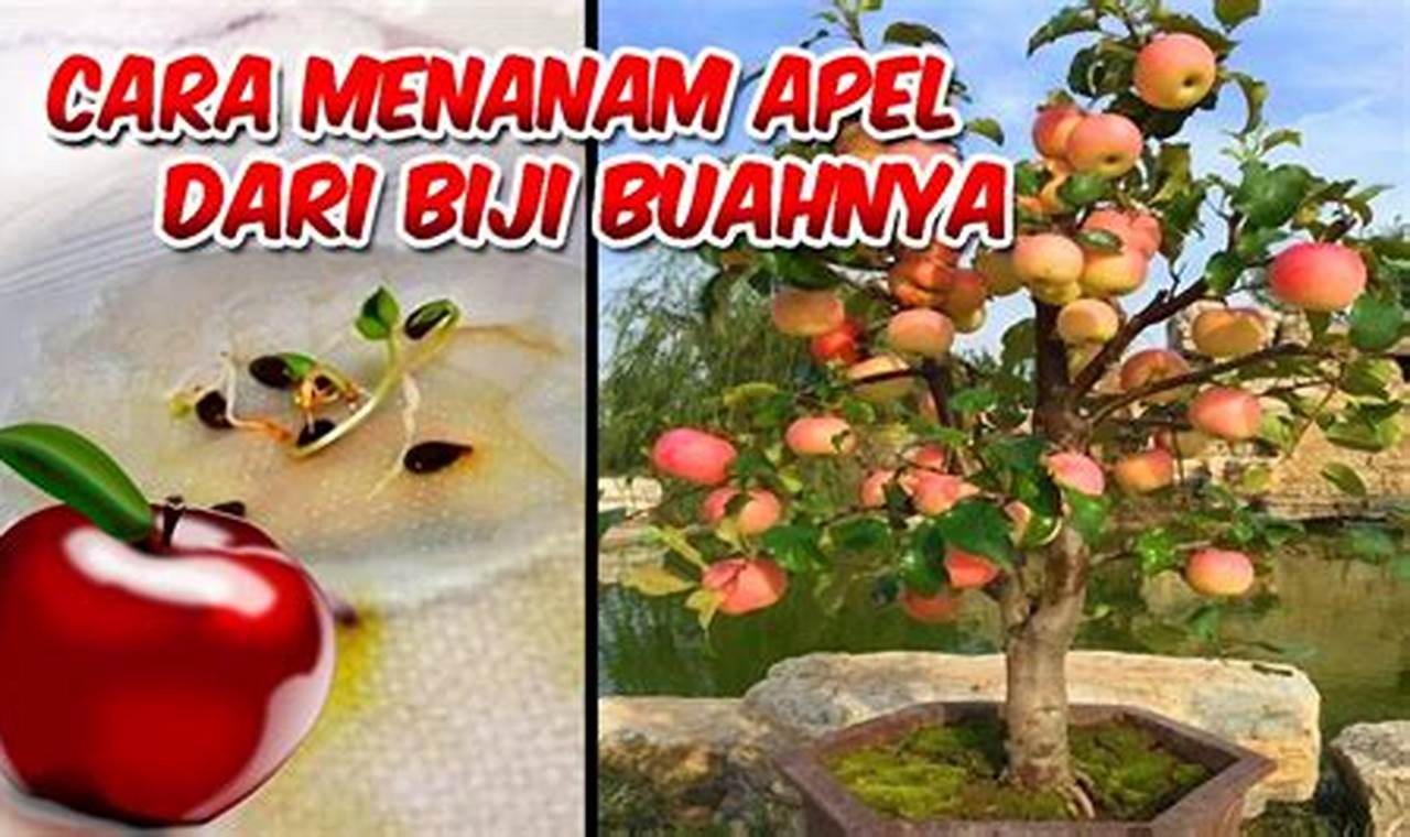 Cara Menanam Pohon Apel Dari Biji