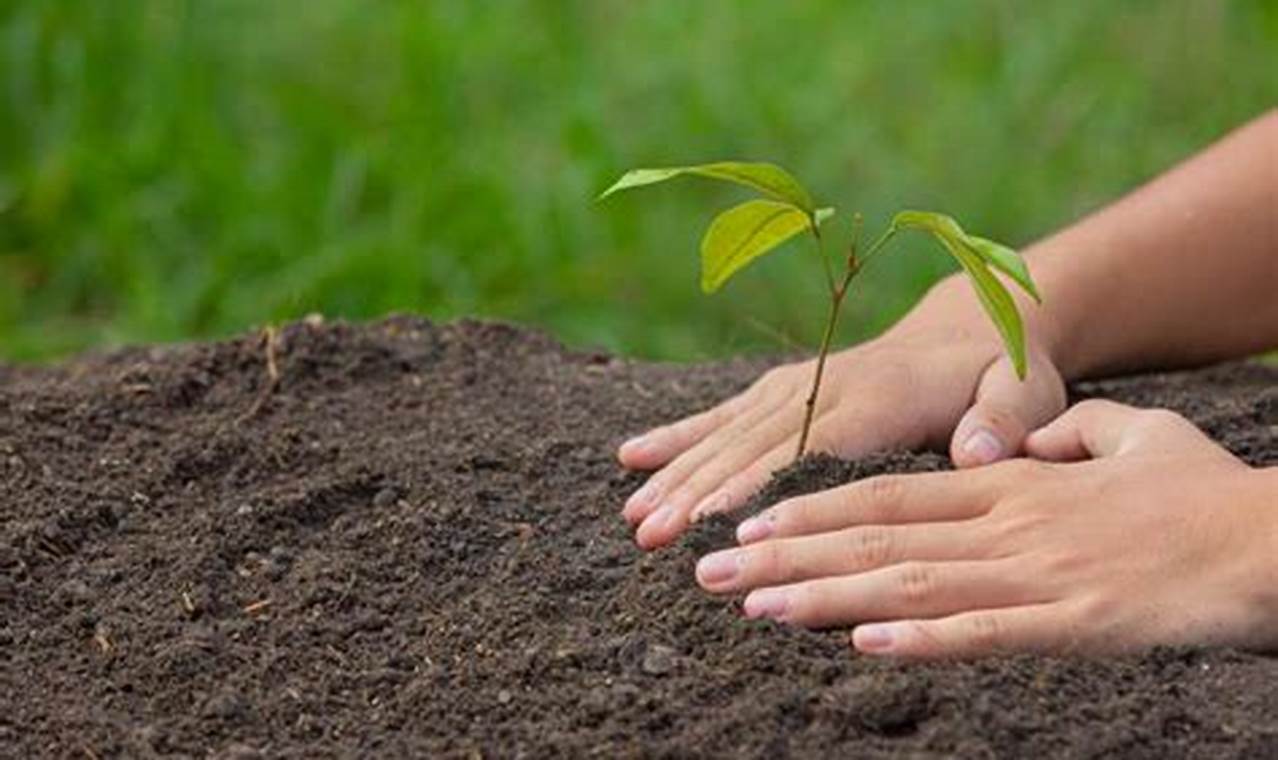 Cara Menanam Pohon Herbal