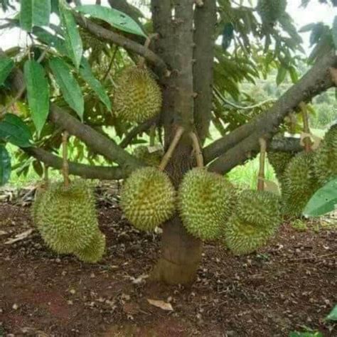 Cara Tanam Durian Musang King 6 Kelebihan Menanam Pokok Durian Musang