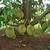 cara menanam pokok durian musang king