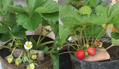 Cara Menanam Strawberry agar Cepat Berbuah Taman Inspirasi SAFA