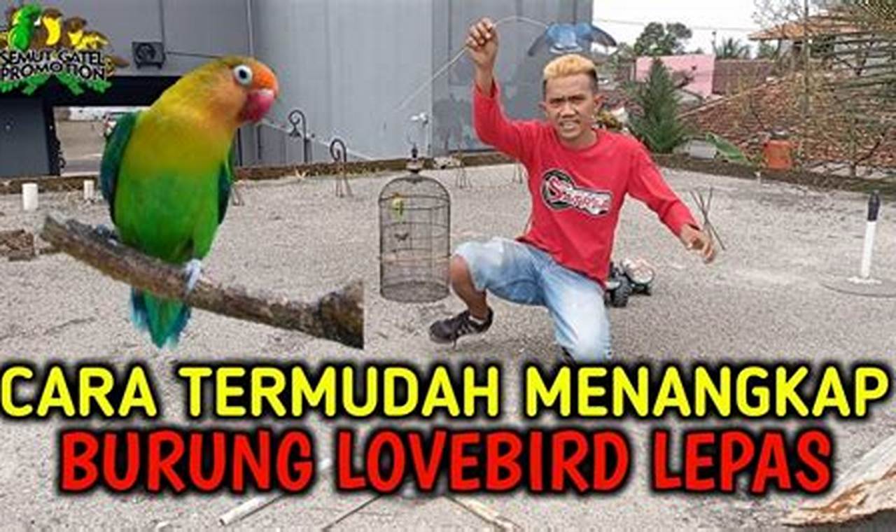 Cara Praktis Menangkap Burung Lovebird yang Lepas dari Kandang