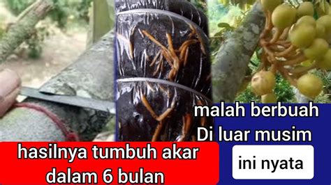 Cara Mencangkok Durian PALING Mudah dan Praktis Taman Inspirasi SAFA