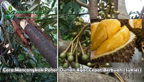 Cara Mencangkok Durian Yang Baik Di Tahun 2023