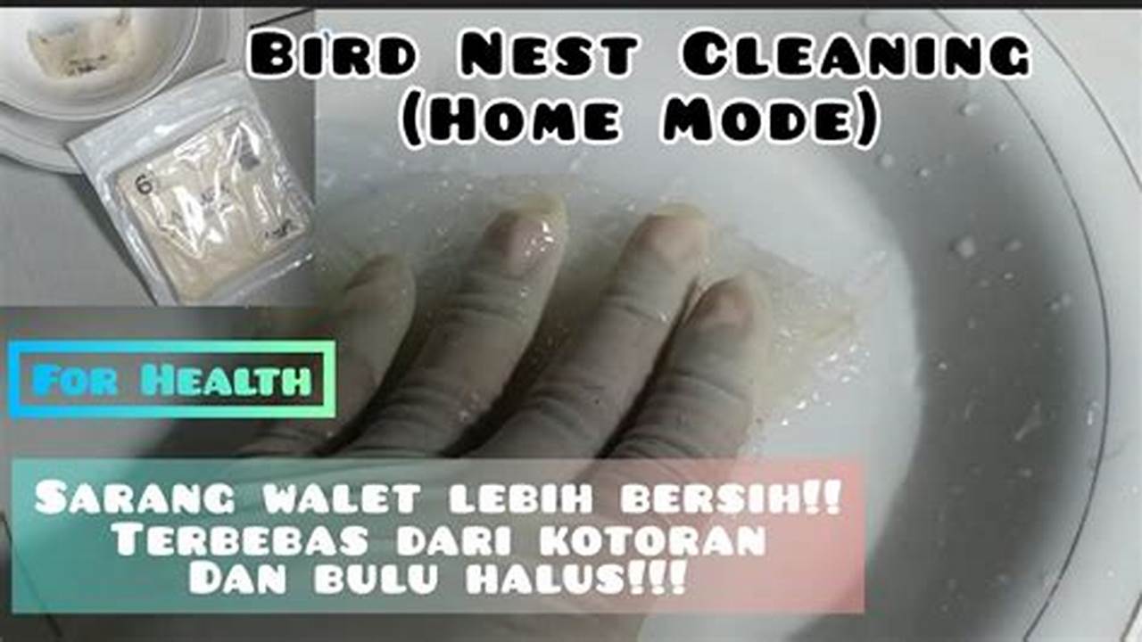 Rahasia Cuci Sarang Burung Walet Bersih dan Higienis