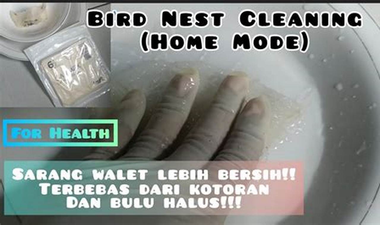 Rahasia Cuci Sarang Burung Walet Bersih dan Higienis