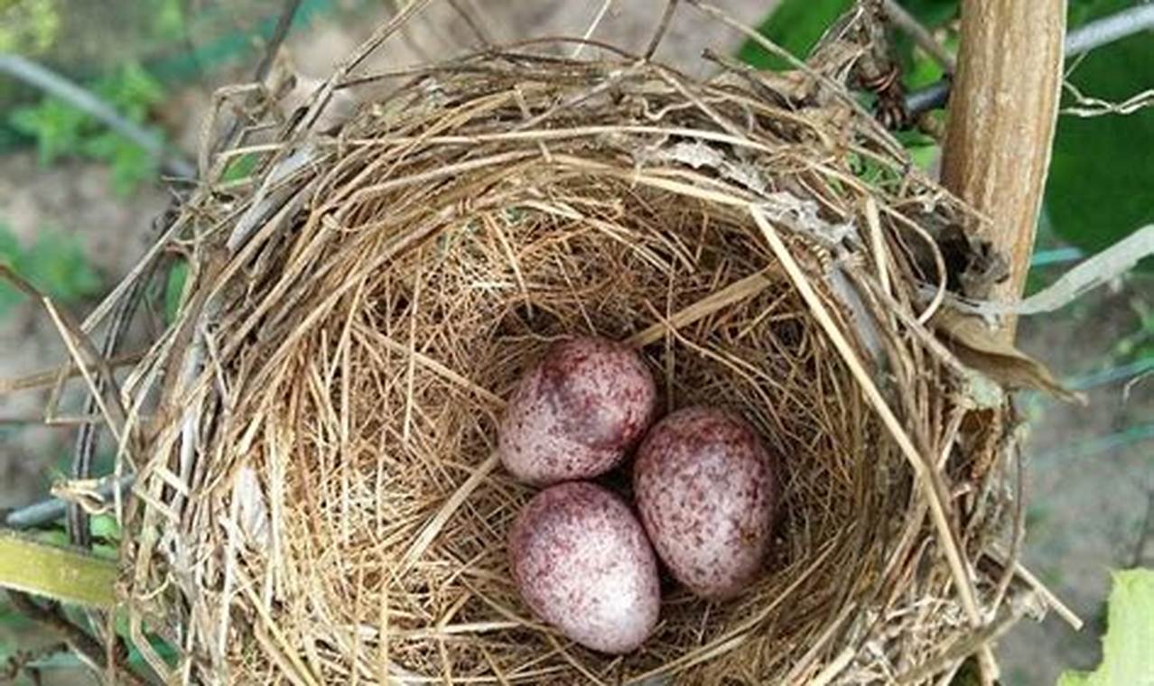 Panduan Lengkap Cara Menetaskan Telur Burung Kutilang untuk Pemula