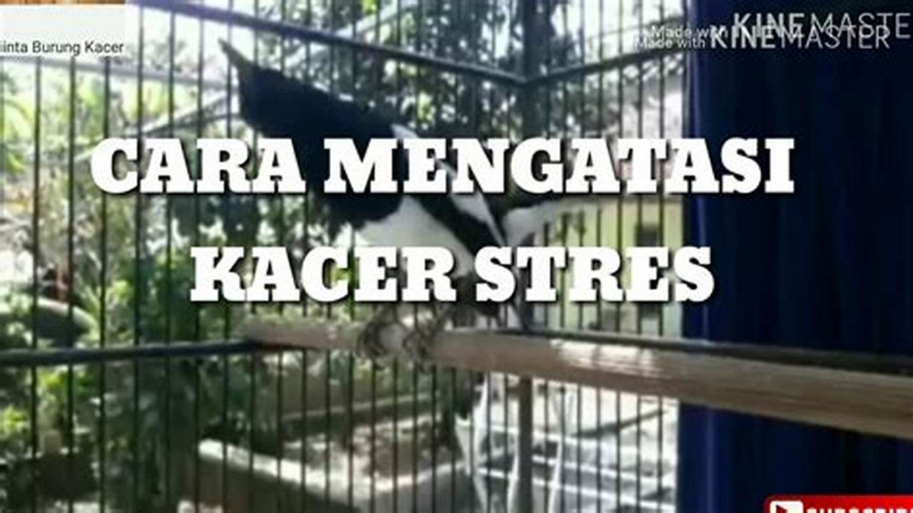 Cara Ampuh Mengatasi Burung Kacer Stres