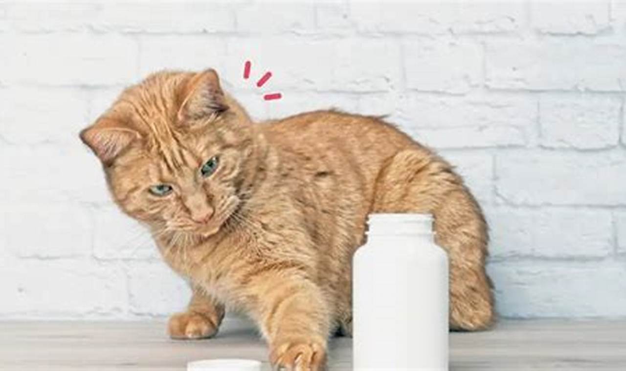cara mengatasi kucing yang keracunan