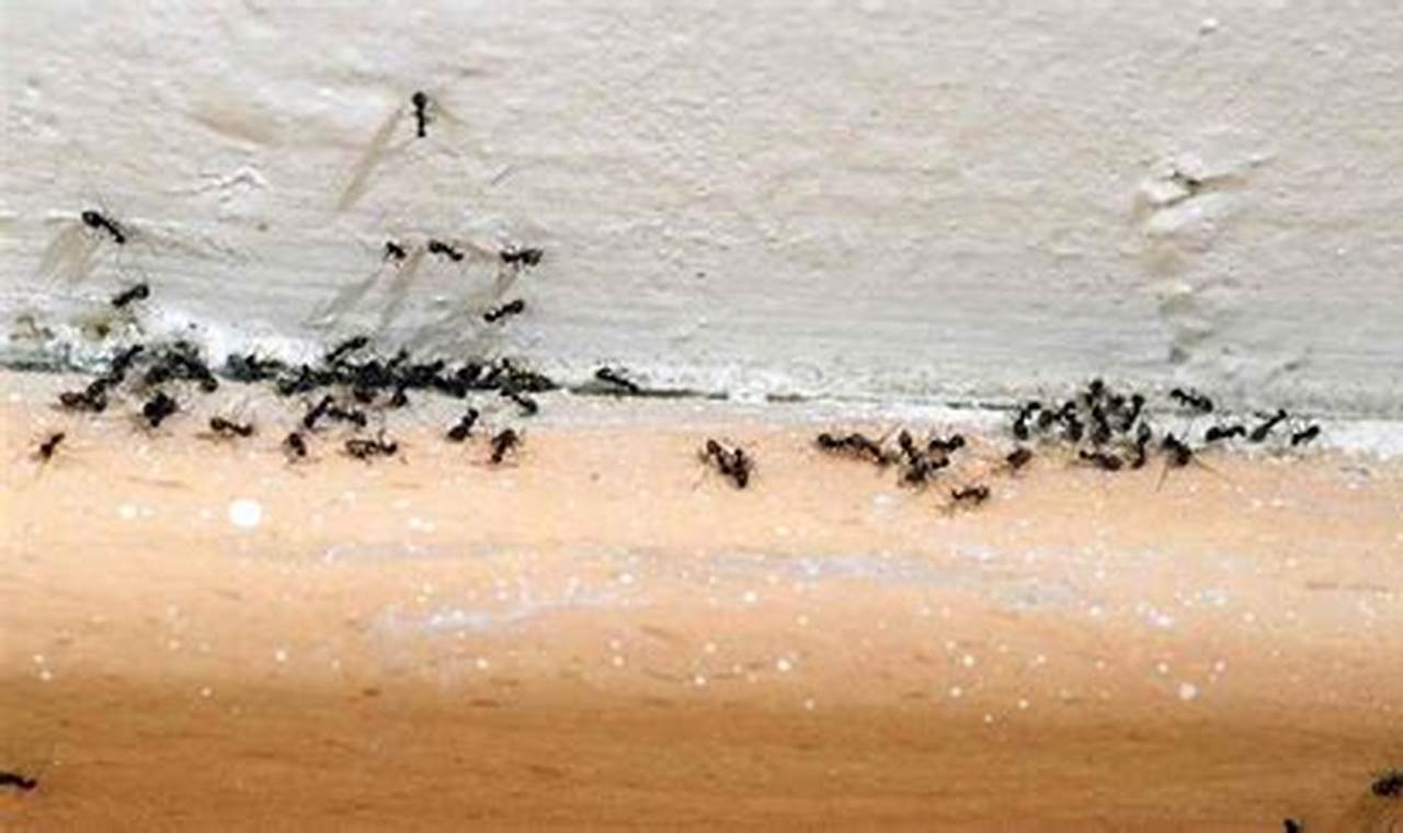 Cara Mengatasi Semut Di Rumah