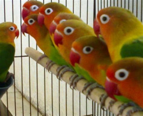Cara Mengenal Karakter Burung Lovebird yang Akurat