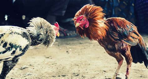 Cara Menggemukan Ayam Aduan Yang Kurus Blog Soal