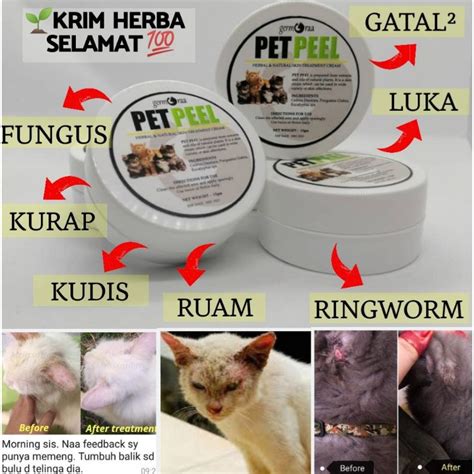 Panduan merawat kucing kurap scabies • PS Herbs Panduan