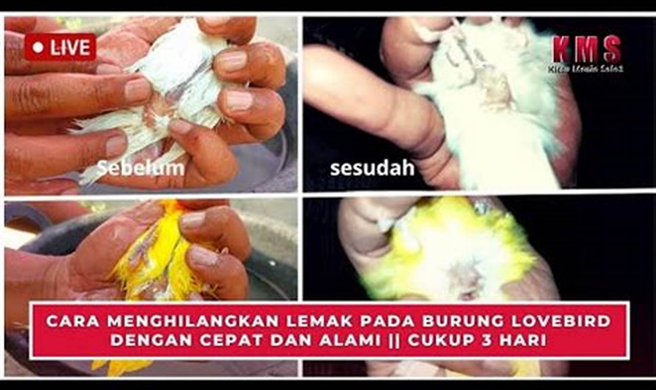 Cara Ampuh Menghilangkan Lemak Berlebih pada Burung Lovebird Betina