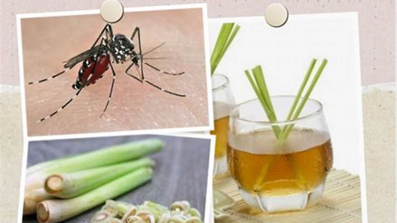 Tips Jitu! Cara Membasmi Nyamuk di Rumah Cepat dan Efektif