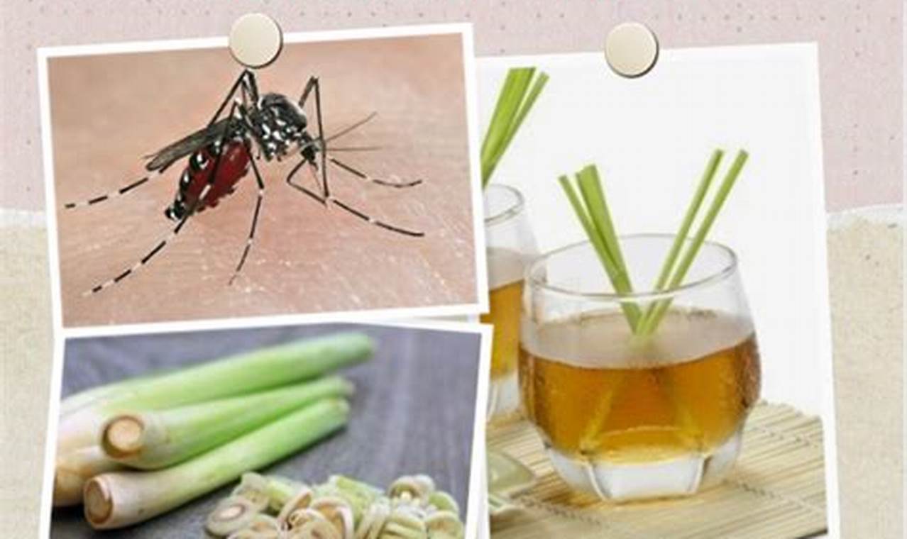 Tips Jitu! Cara Membasmi Nyamuk di Rumah Cepat dan Efektif