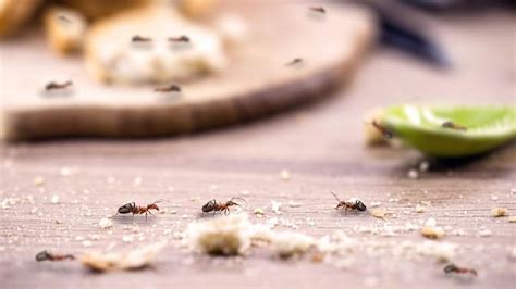 8 Cara Menghilangkan Semut Di Rumah Yang Sudah Terkenal Di Tahun 2023!