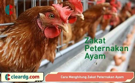 Panduan Tepat: Cara Menghitung Zakat Peternakan Ayam