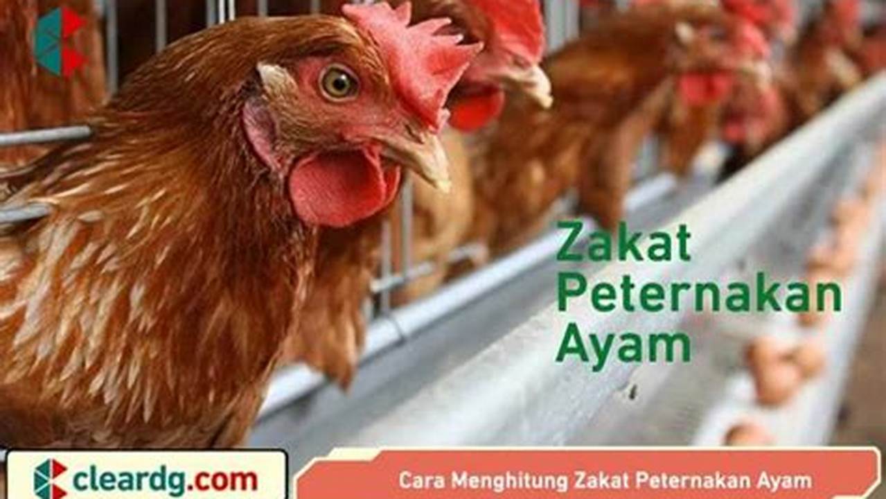 Panduan Tepat: Cara Menghitung Zakat Peternakan Ayam