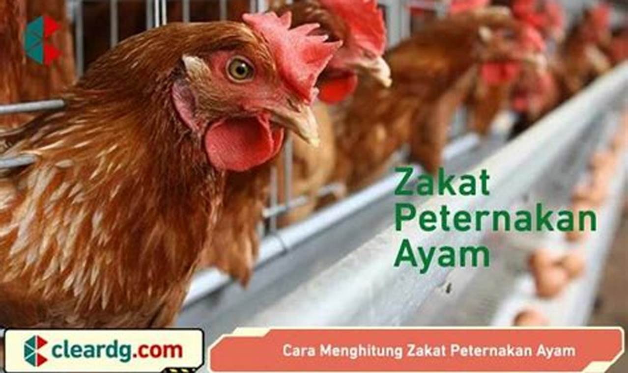 Panduan Tepat: Cara Menghitung Zakat Peternakan Ayam